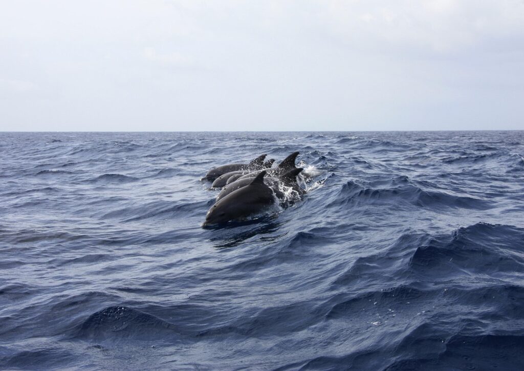 Wasini Dhow and Dolphin Excursion