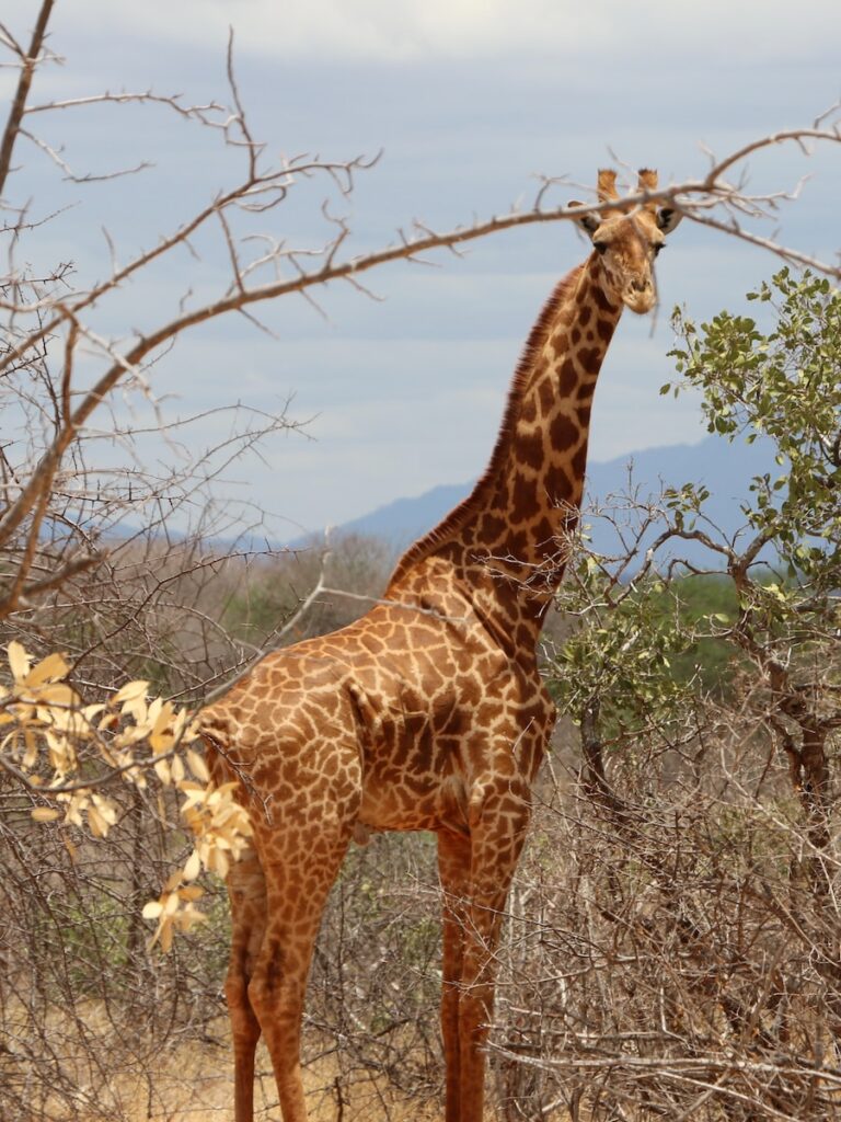 a giraffe standing in the middle of a field
