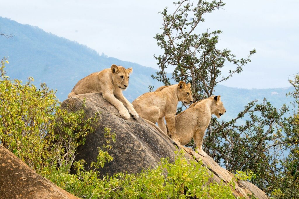 3 day tsavo east safari