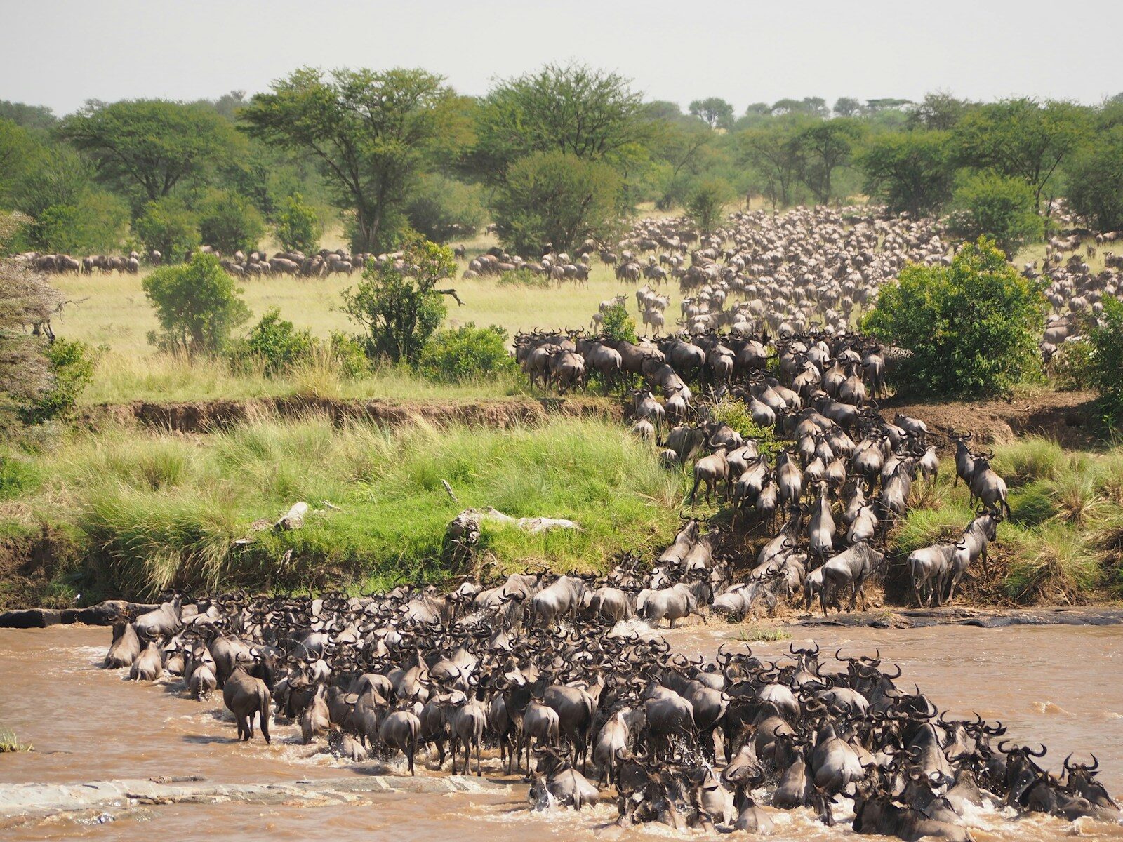 Maasai Mara National Reserve: Kenya’s Ultimate Safari Destination