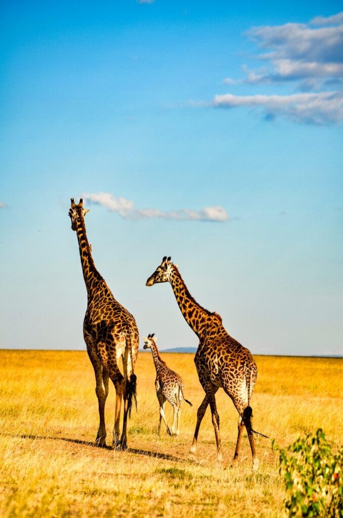 14 days kenya-tanzania