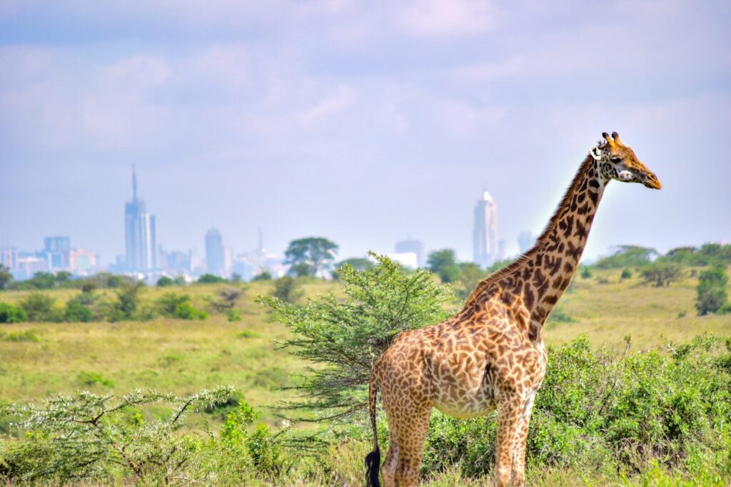 Epic Nairobi National Park