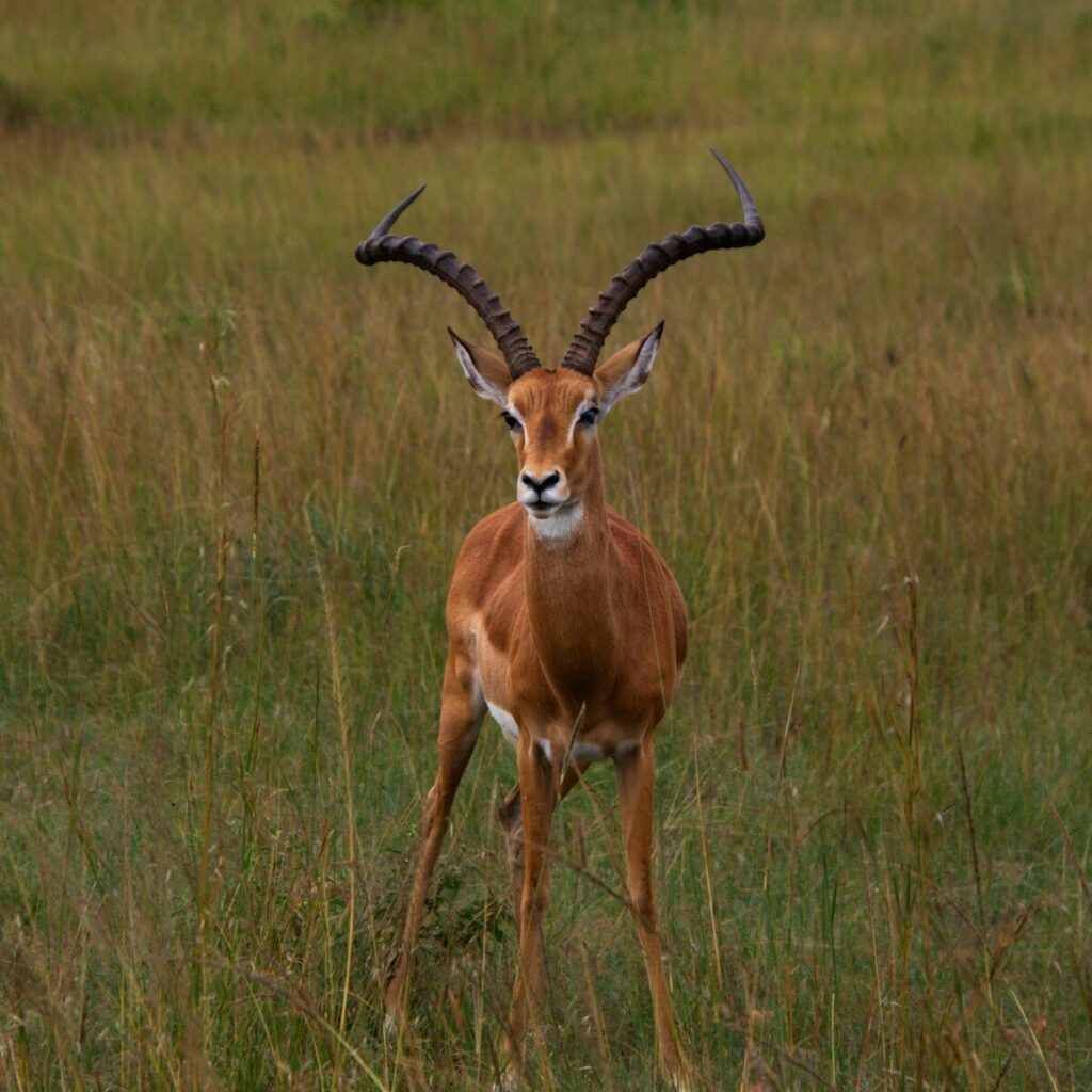 An antelope standing in a field of tall grass
