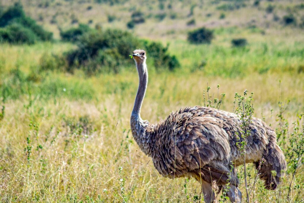 Half -Day Nairobi Park
