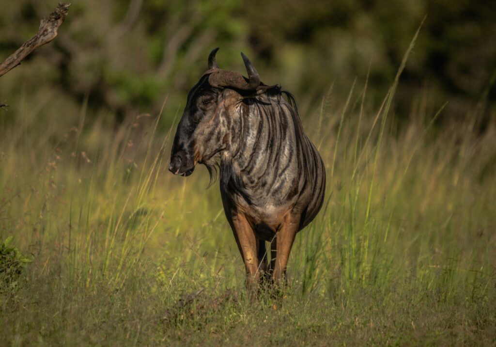 A wildebeest is walking through the tall grass