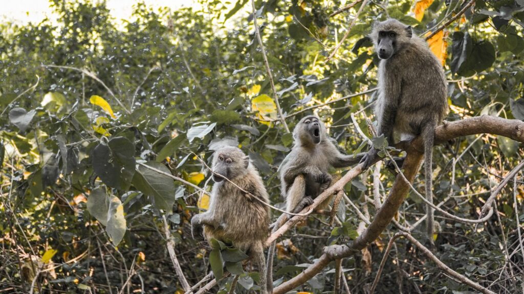 4 days tanzania safari
