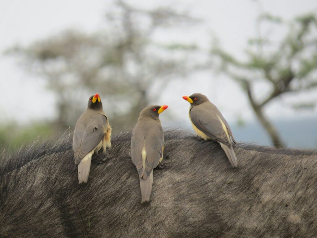 2 Days Olpejeta