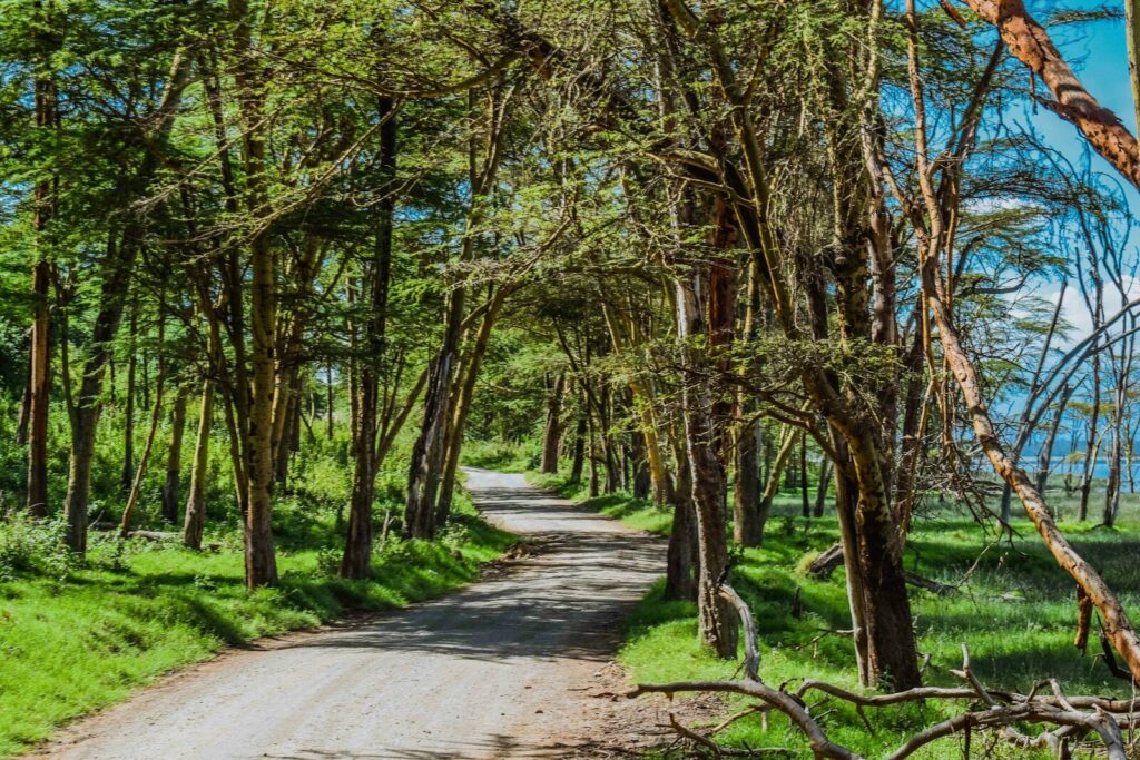 gray concrete road in between green trees during daytime