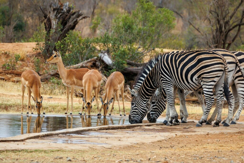1 Day Tsavo East Safari