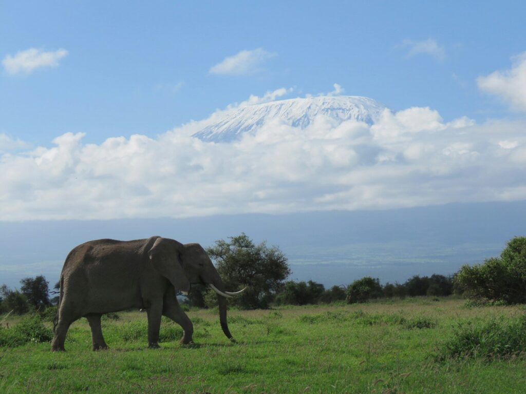 Best of Amboseli Safari