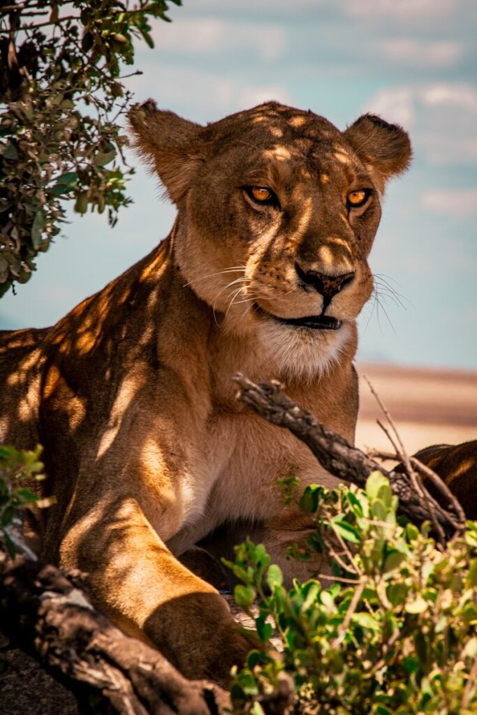 A lion sitting in the shade of a tree