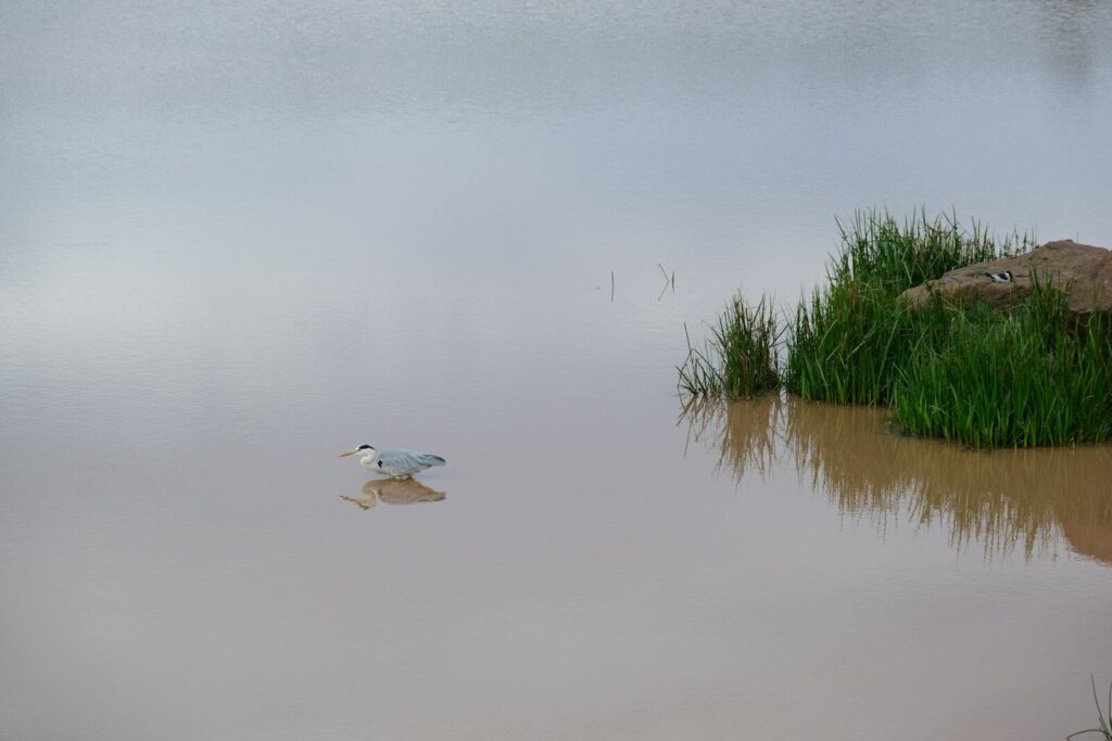 A bird stands in shallow muddy water near grass.