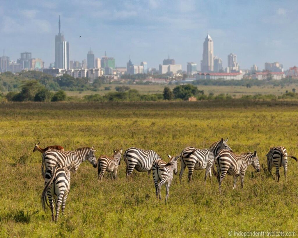 Half-Day Nairobi Park