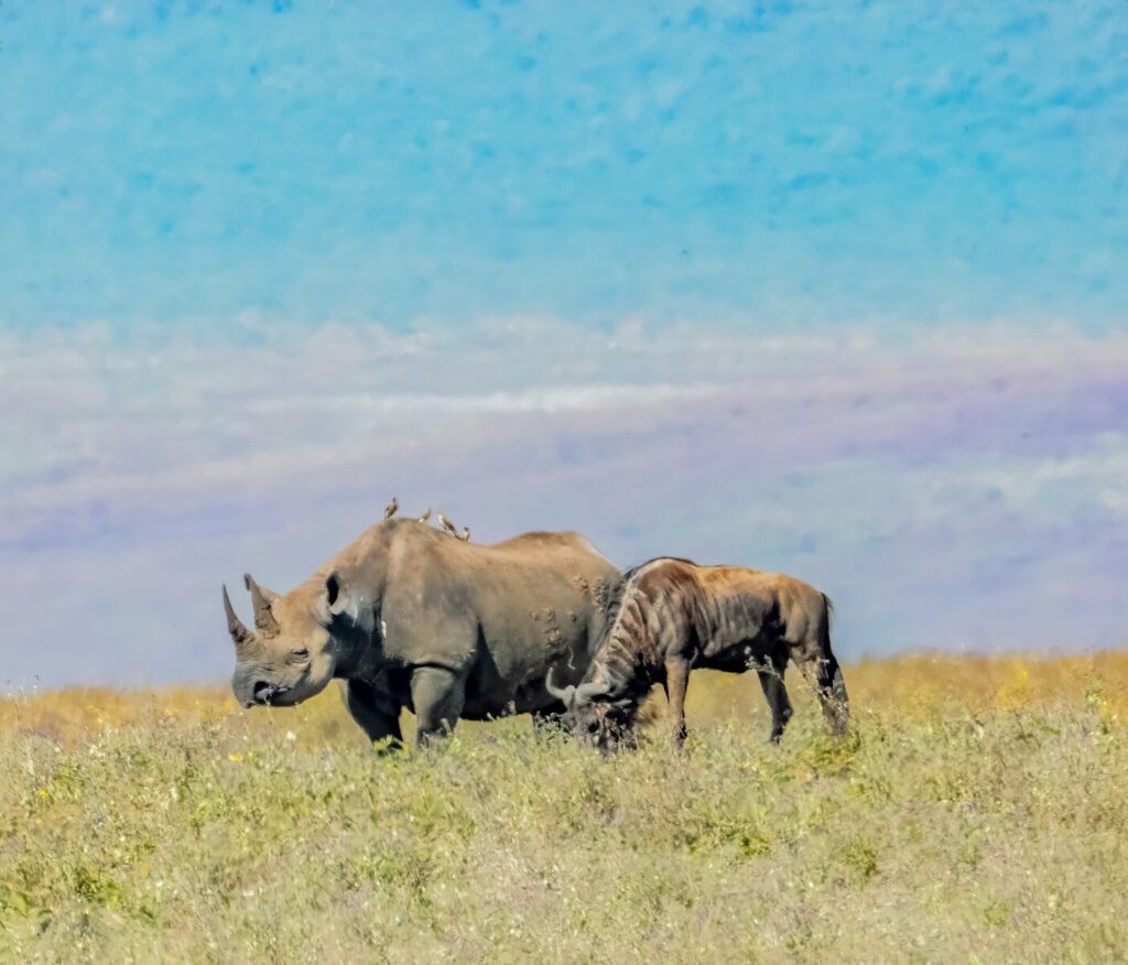 a couple of rhinos that are standing in the grass