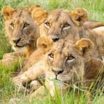 brown lioness lying on green grass during daytime