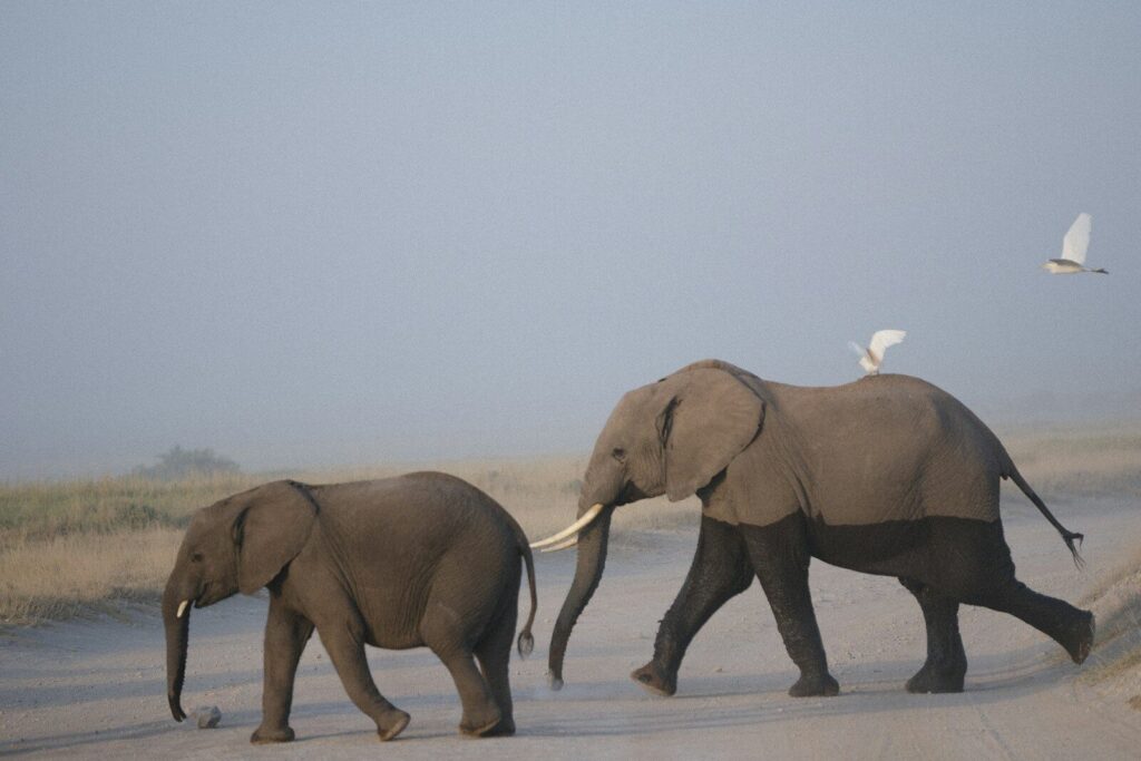 A couple of elephants walking down a road