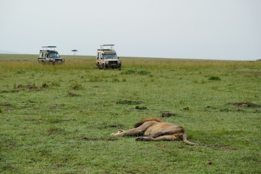 Lion lying in grassy field with safari vehicles