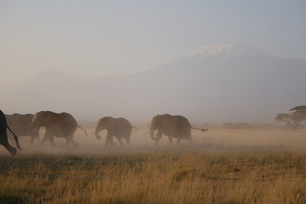 A herd of elephants walking across a dry grass field