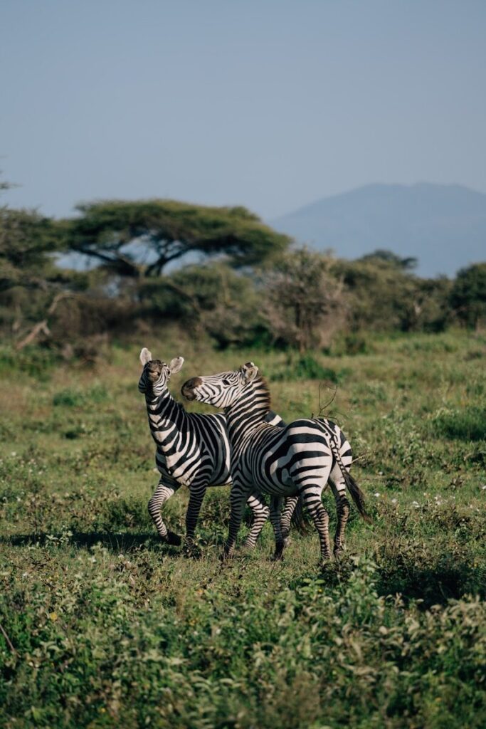 Zebras playfully interact in a grassy field.