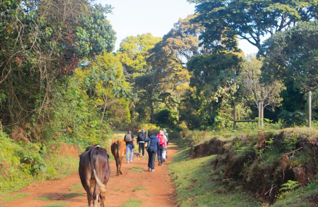A group of people walking down a dirt road