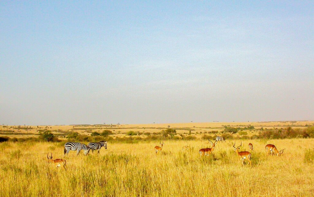 Zebras and ostriches grazing in a grassy savanna.
