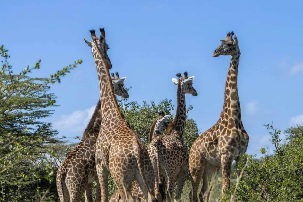 A group of giraffes standing under a blue sky.