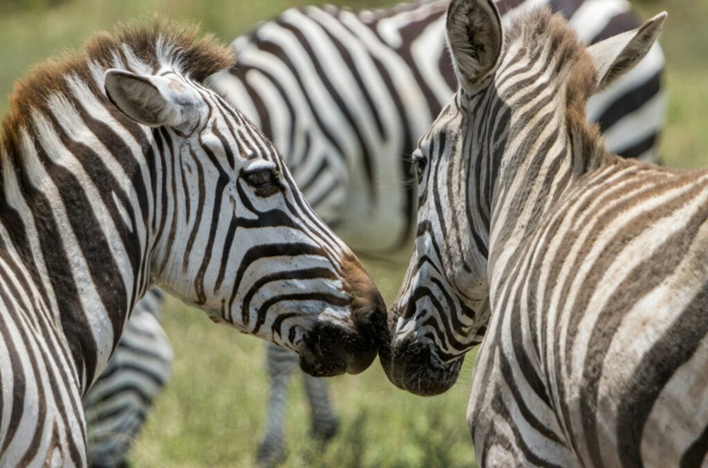 Two zebras nuzzle each other in grassy field