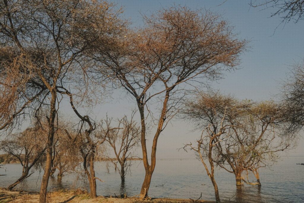 Bare trees stand in calm water under a clear sky