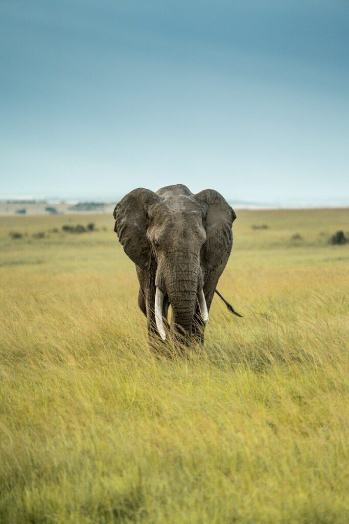 An elephant is walking through the tall grass
