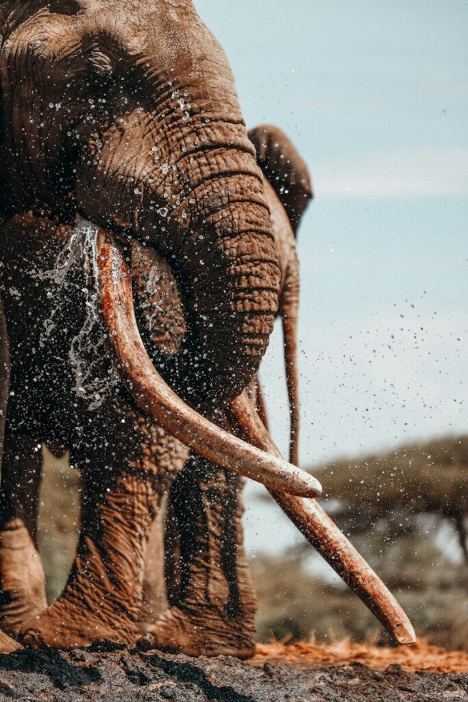 A large elephant standing on top of a dirt field