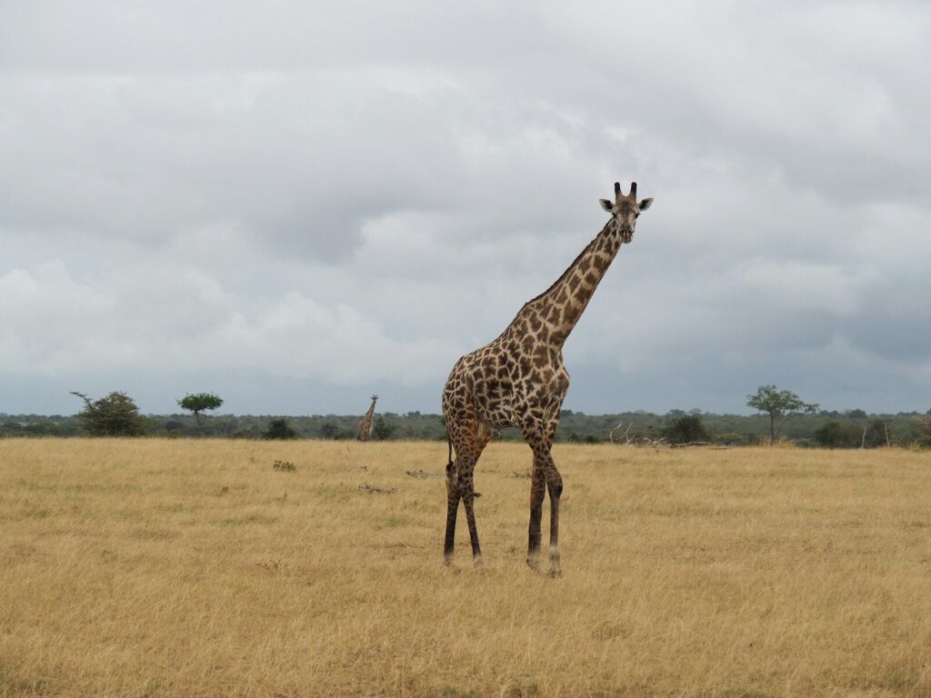 A giraffe stands in a dry grassy field