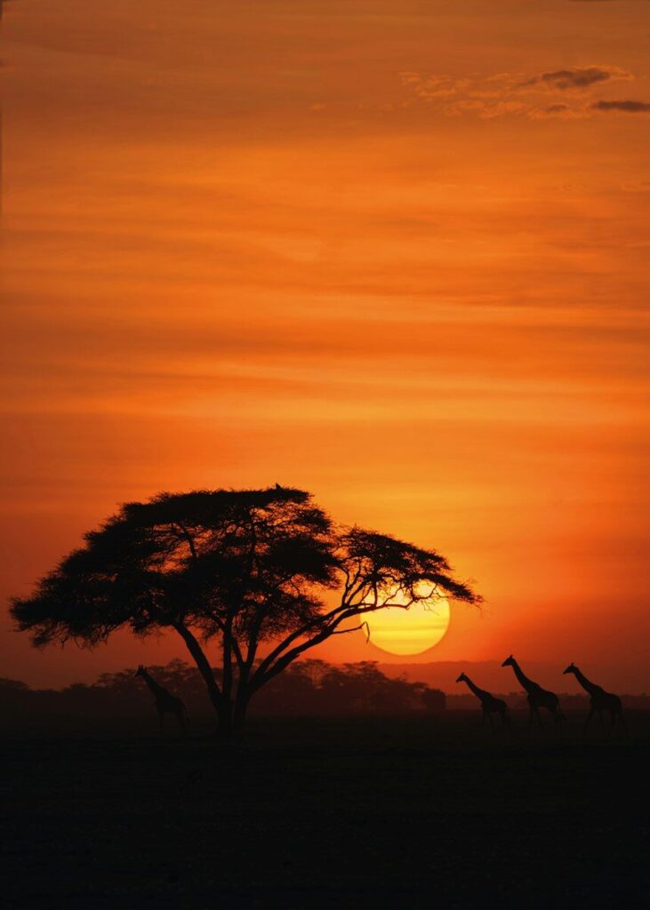 A sunset with giraffes in the foreground