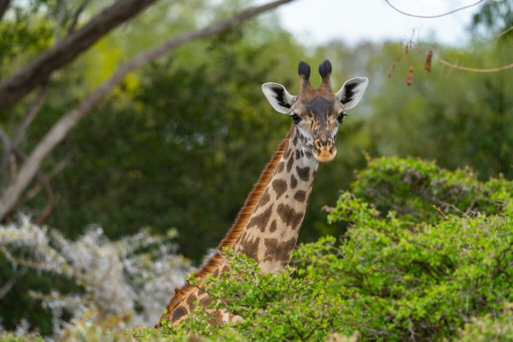 a giraffe standing in the middle of a forest