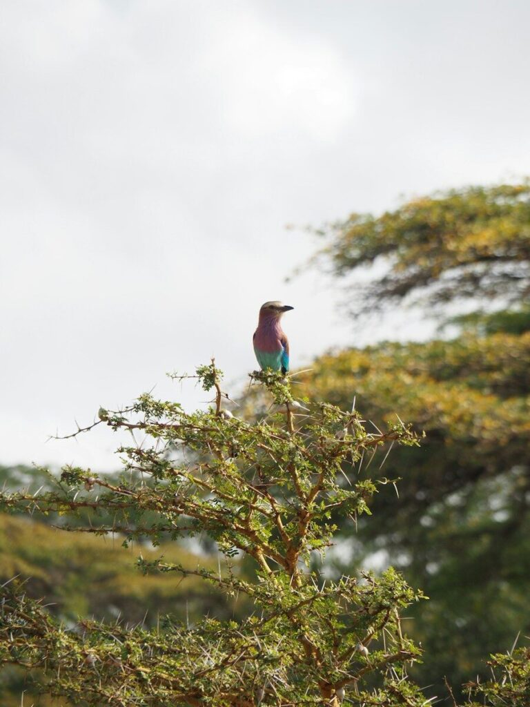 A colorful bird perched on a thorny tree branch