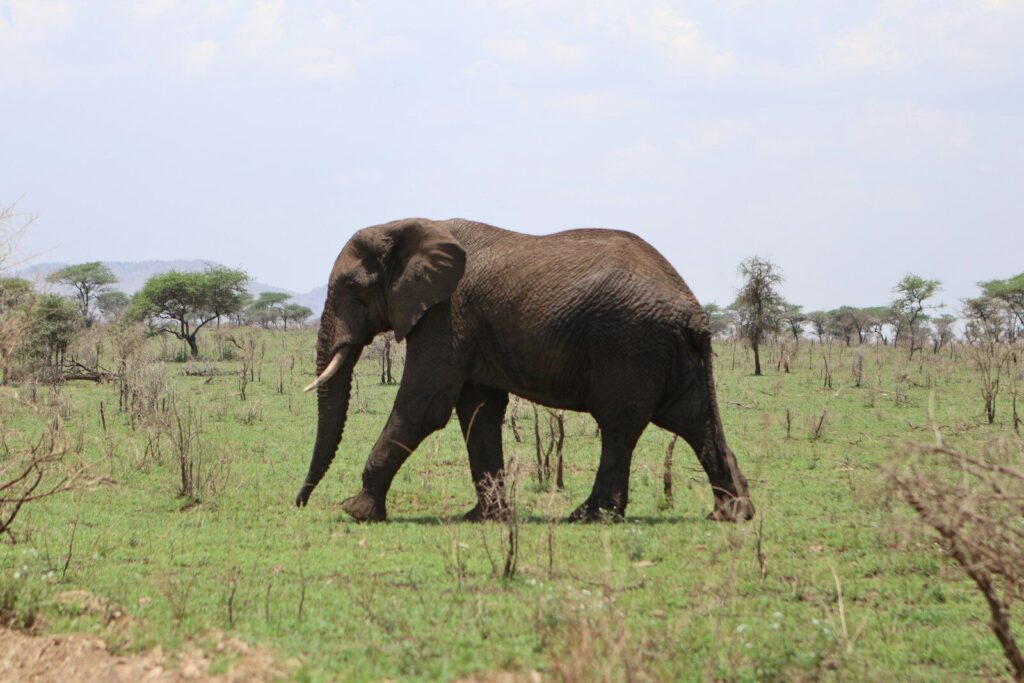 An elephant walks across a grassy savanna