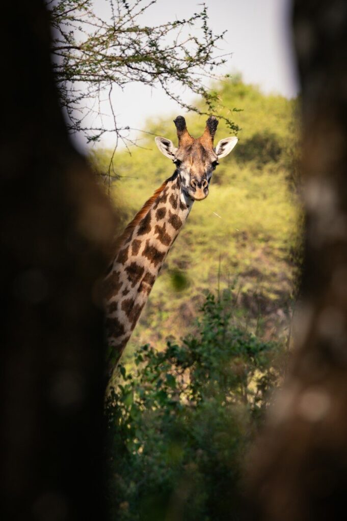 a giraffe standing next to a lush green forest