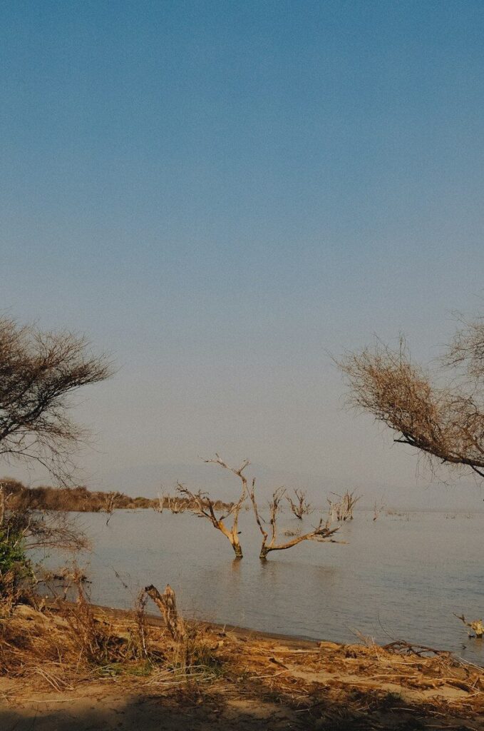 Bare trees stand in calm water under a clear sky