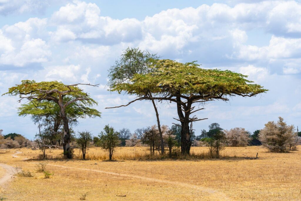 a couple of giraffe standing next to each other on a dry grass field
