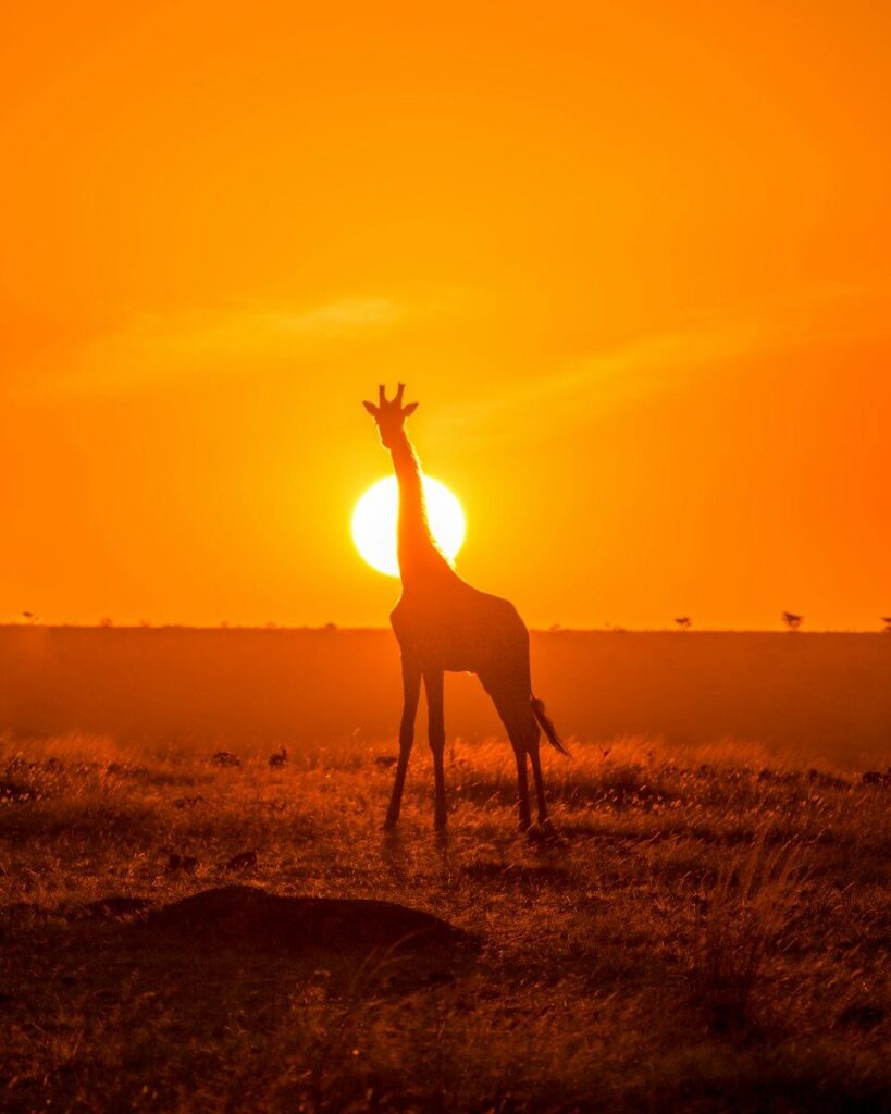 silhouette of giraffe on brown field during sunset