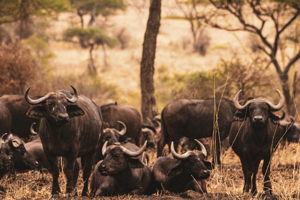 Best Safari Destinations in Tanzania