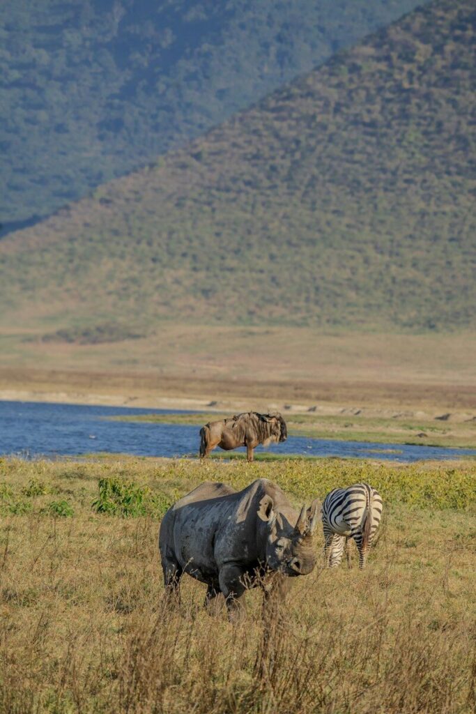 A group of animals that are standing in the grass
