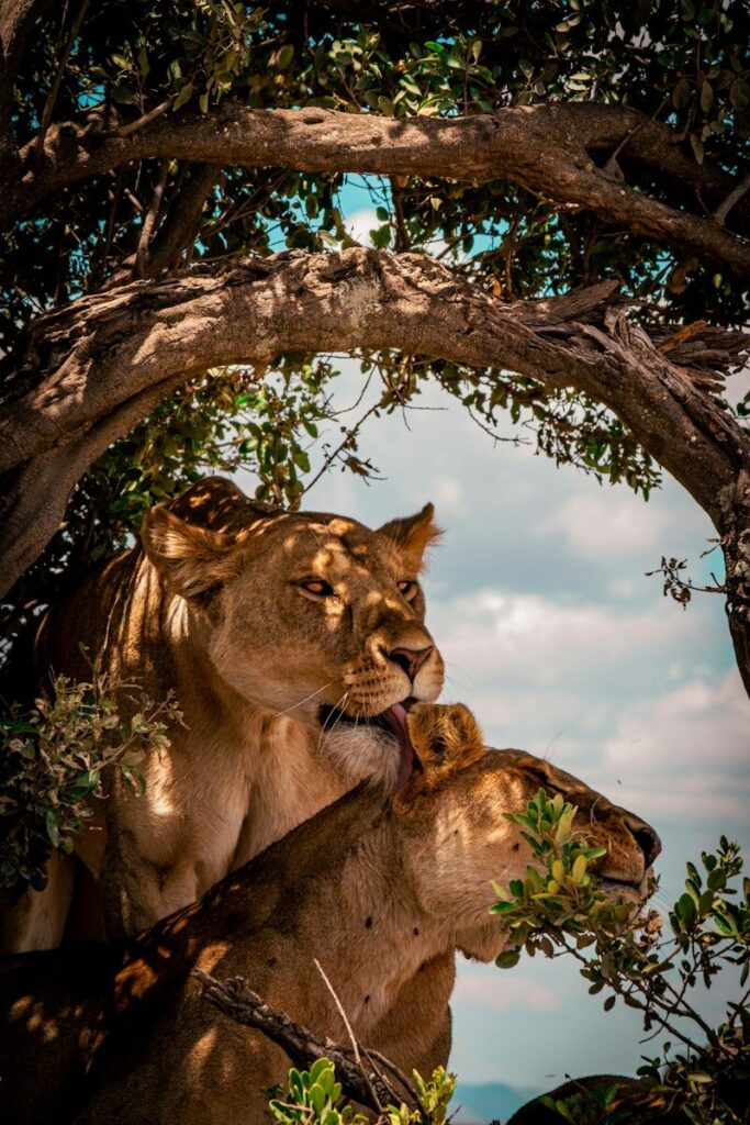 A couple of lions standing next to each other under a tree