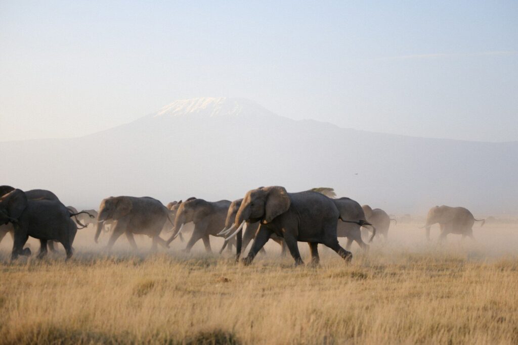 A herd of elephants walking across a dry grass field