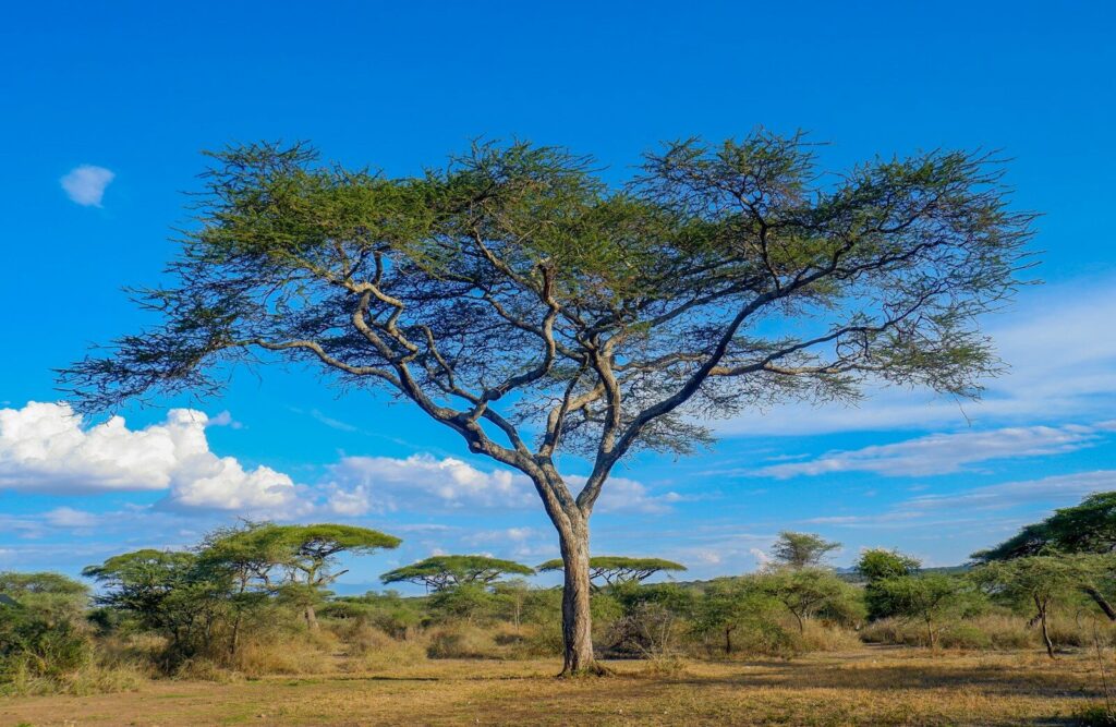 a lone giraffe standing under a tree in a field