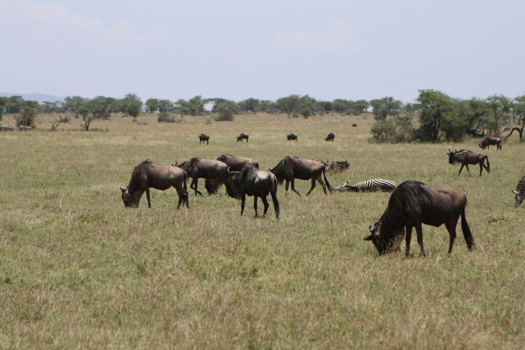 Wildebeest grazing in a grassy savanna landscape