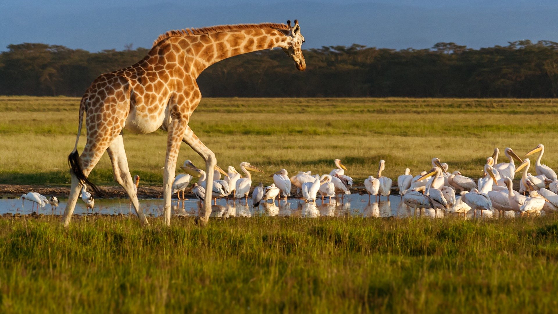 Rothschilds-giraffe-in-Lake-Nakuru-National-Park LAKE NAKURU NATIONAL PARK