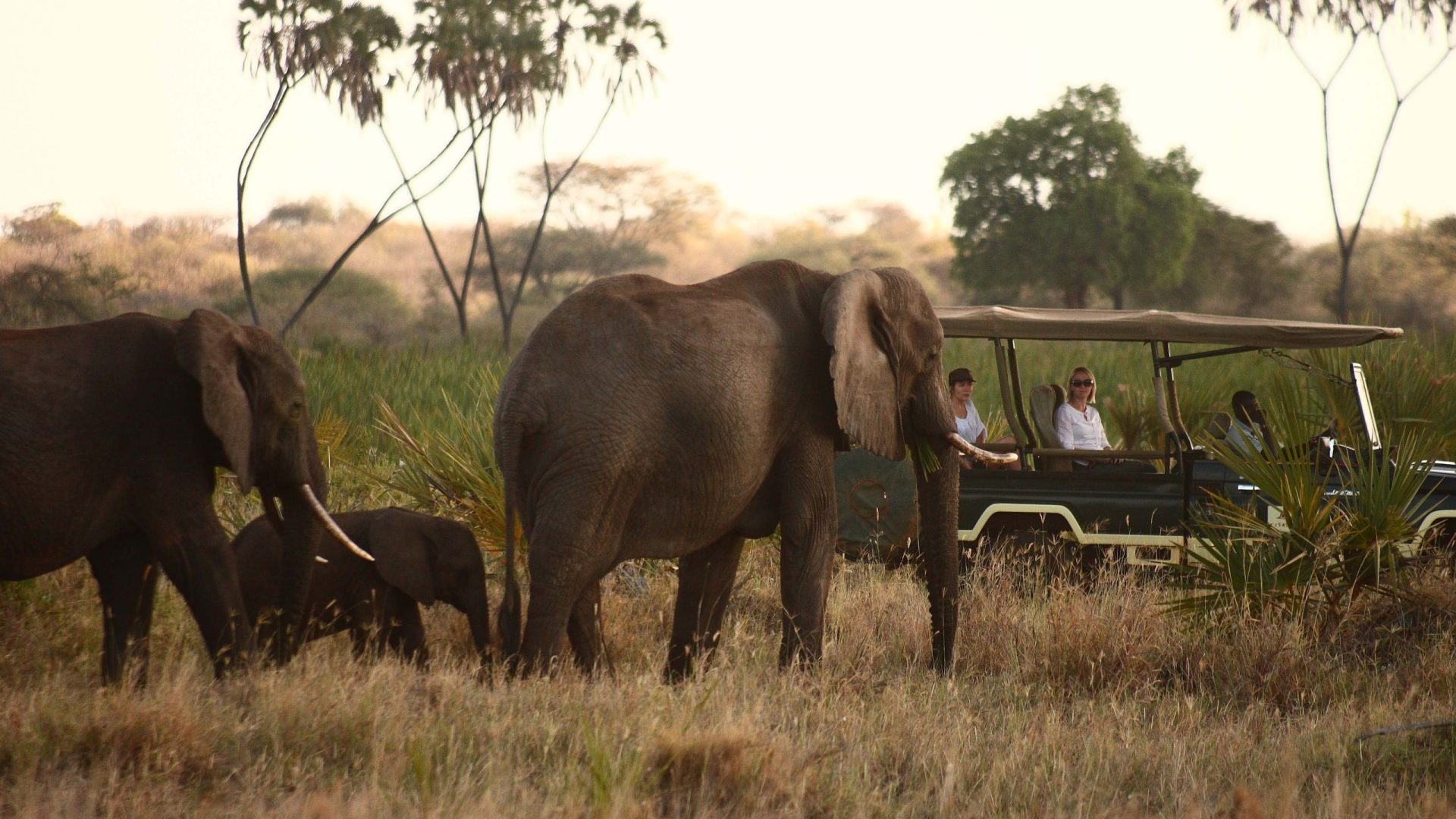 elsas-kopje-meru-elephant-1 meru