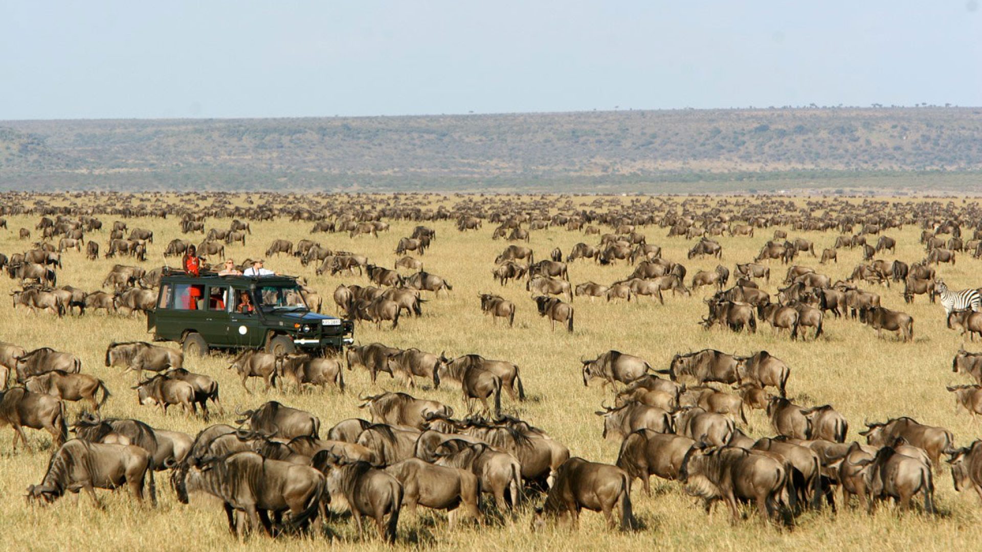 migration-rekero-go2africa masai mara